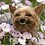 toofy